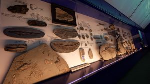 The etches collection inside the museum